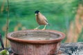 Brahminy Starling Bird and Water Pot. Indian City Bird Royalty Free Stock Photo