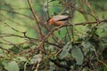 Brahminy starling