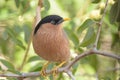 Brahminy Starling found in Gandhinagar