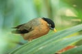 Brahminy starling