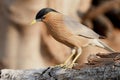 Brahminy Starling Royalty Free Stock Photo