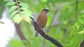 Brahminy Starling Sturnia pagodarum Beautiful Birds of Thailand