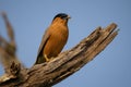 Brahminy Starling - Sturnia pagodarum, beautiful colored perching bird from Asian forests