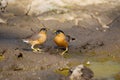 Brahminy Starling, Sturnia pagodarum, Panna Tiger Reserve Royalty Free Stock Photo