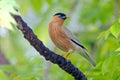 Brahminy Starling Sturnus pagodarum Beautiful Birds of Thailand