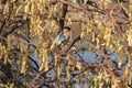 Brahminy Starling Sturnus pagodarum Bird in Thorn Tree