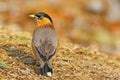 Brahminy Starling