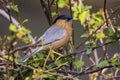 Brahminy Starling (Sturnus Pagodarum) Royalty Free Stock Photo