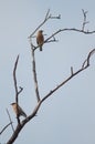 Brahminy starlings Sturnia pagodarum on a tree.