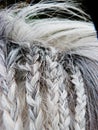 Braided horse hair grey pony Royalty Free Stock Photo