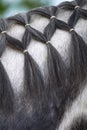 Braided horse mane Royalty Free Stock Photo