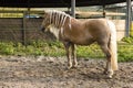 Braided horse mane - Blond mane horse with braids