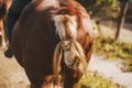 Braided horse`s tail of a beautiful brown horse standing in the sun on the farm
