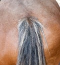 Braided horse tail