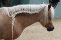 Braided mane of a beautiful horse Royalty Free Stock Photo