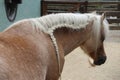 Braided mane of a beautiful horse Royalty Free Stock Photo