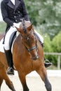 Braided mane for dressage sport horse during a dressage training Royalty Free Stock Photo