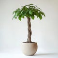 Braided pachira aquatica in beige pot against neutral background Royalty Free Stock Photo