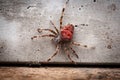 Orb-weaving spider Araneus angulatus male, on white background, rear view