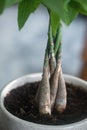 Braided trunk of the Money tree: Pachira Aquatica