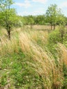 Braidwood Dunes and Savanna Nature Preserve