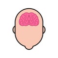 Braiin in head Human anatomy. Internal organs. vector illustration