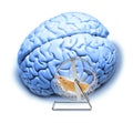 Brain Abstract Stress Exercises Memory Royalty Free Stock Photo