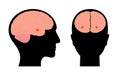 Brain amygdala anatomy