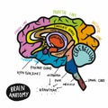 Colorful human brain anatomy illustration Royalty Free Stock Photo