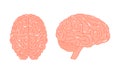 Brain anatomy concept in flat style, vector