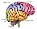 Brain anatomy diagram Royalty Free Stock Photo