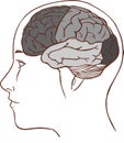 Brain anatomy diagram with sectioned in different colours and named (black and white) Royalty Free Stock Photo