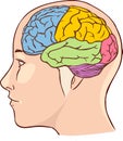 Brain anatomy diagram with sectioned in different colours