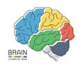 Brain anatomy with flat color design and outline stroke . Frontal Parietal Temporal Occipital lobe Cerebellum and Brainstem .