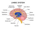 Brain Anatomy Infographics Illustration