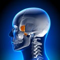 Brain Anatomy - Lacrimal bone