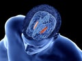 The brain anatomy - the lateral globus padillus