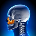 Brain Anatomy - Maxilla