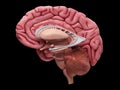 The brain anatomy Royalty Free Stock Photo