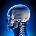 Brain Anatomy - Occipital Bone