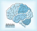 Brain anatomy and outline stroke . Frontal Parietal Temporal Occipital lobe Cerebellum and Brainstem . Medical concept . Editable Royalty Free Stock Photo