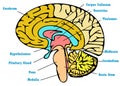 Brain anatomy scheme