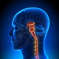 Brain Anatomy - Spinal cord Royalty Free Stock Photo