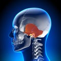 Brain Anatomy - Temporal Bone Royalty Free Stock Photo