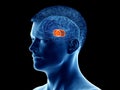 The brain anatomy - the thalamus