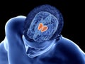 the brain anatomy - the thalamus