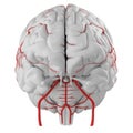 The brain arteries Royalty Free Stock Photo