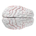 The brain arteries Royalty Free Stock Photo