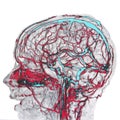 brain arteries and veins, MRI