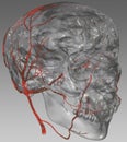 Brain and artery